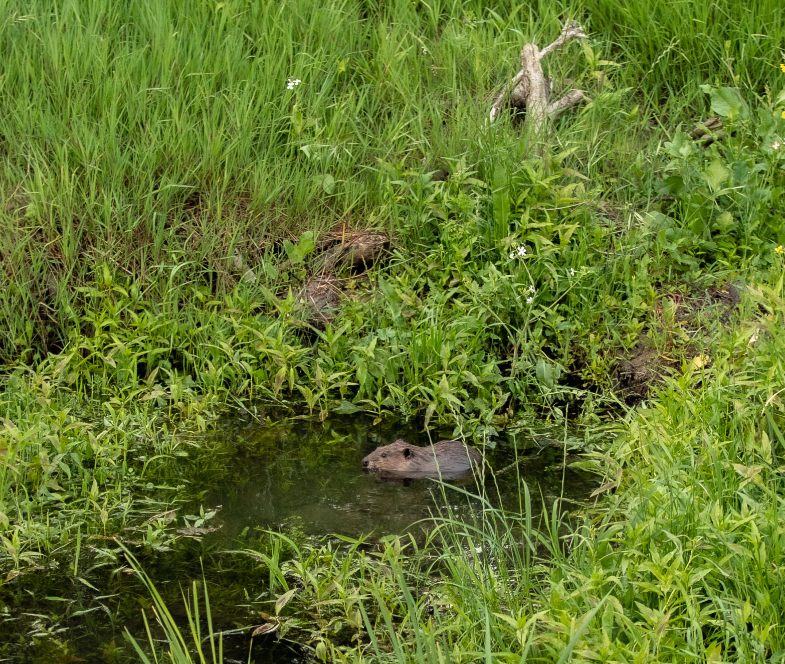 Beaver Lodge Summer 2019